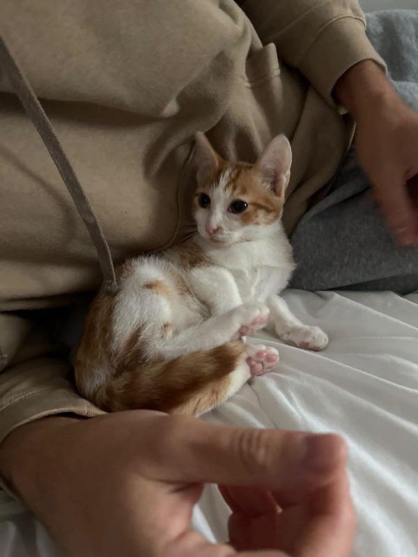 Miro - Chat Européen à adopter - photo 4