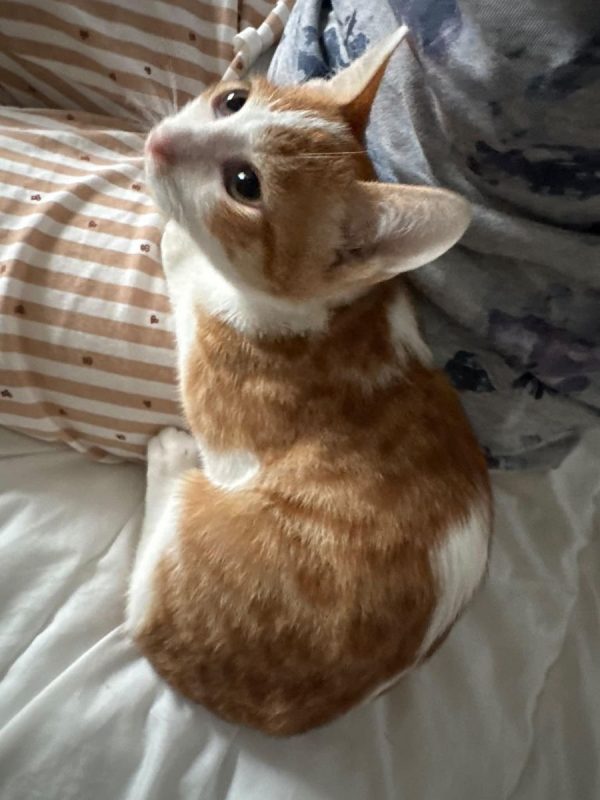 Miro - Chat Européen à adopter - photo 2