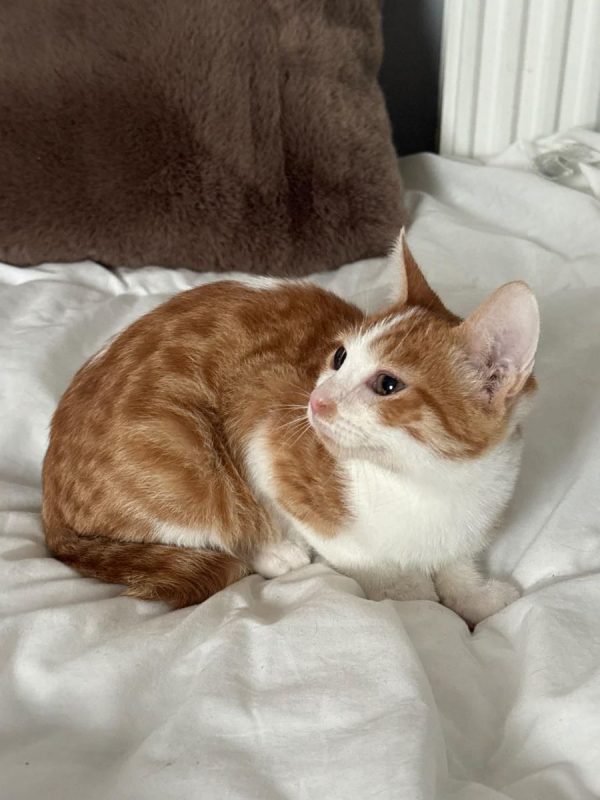 Miro - Chat Européen à adopter - photo 5
