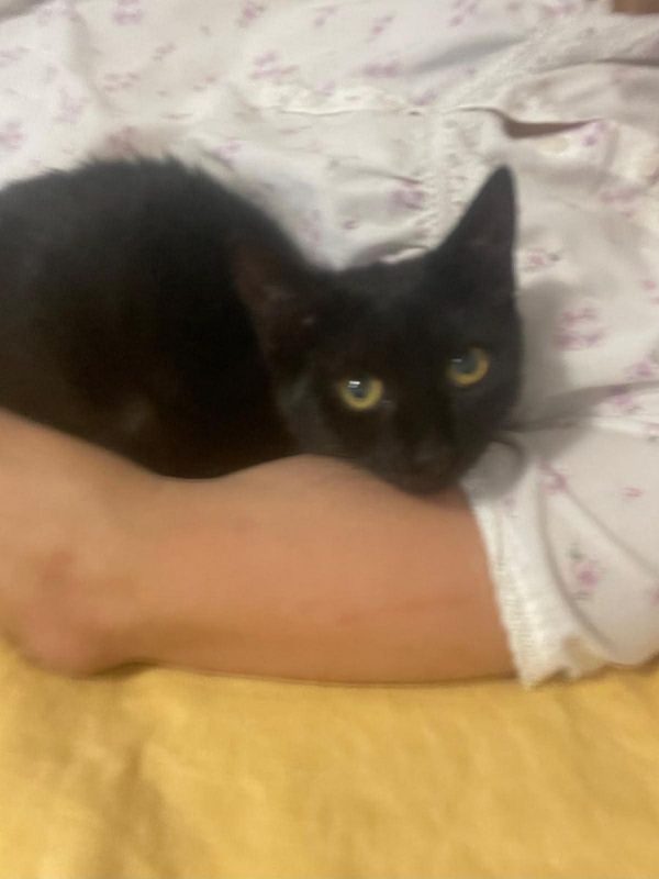 Louisa - Chat Européen à adopter - photo 3