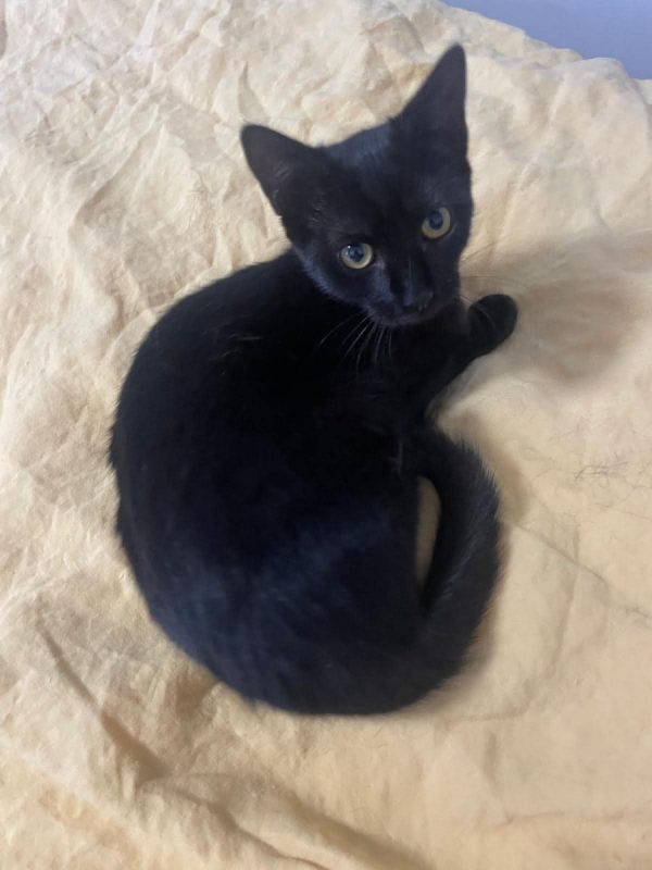 Louisa - Chat Européen à adopter