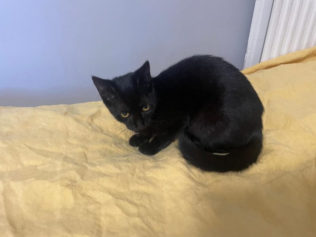 Louisa - Chat Européen à adopter - photo 5