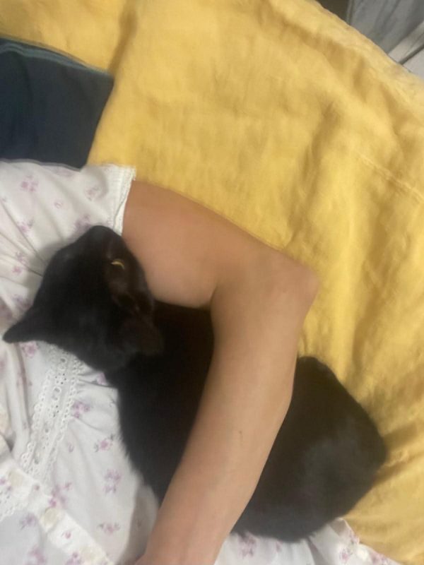 Louisa - Chat Européen à adopter - photo 2