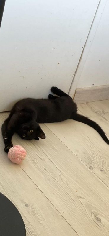 Louisa - Chat Européen à adopter - photo 4