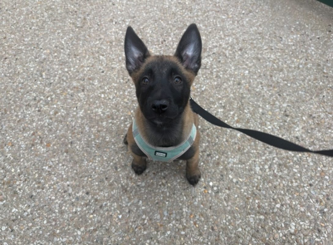 Ginette - Chien Berger Belge Malinois à adopter