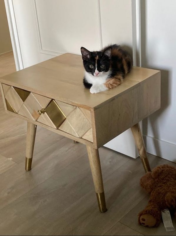 Pimprenelle - Chat Européen à adopter - photo 2