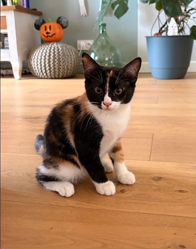 Pimprenelle - Chat Européen à adopter
