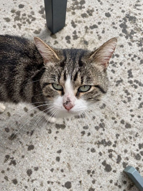 Jacob - Chat à adopter - photo 2