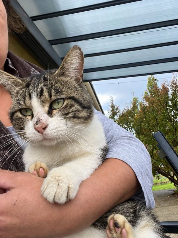 Jacob - Chat à adopter