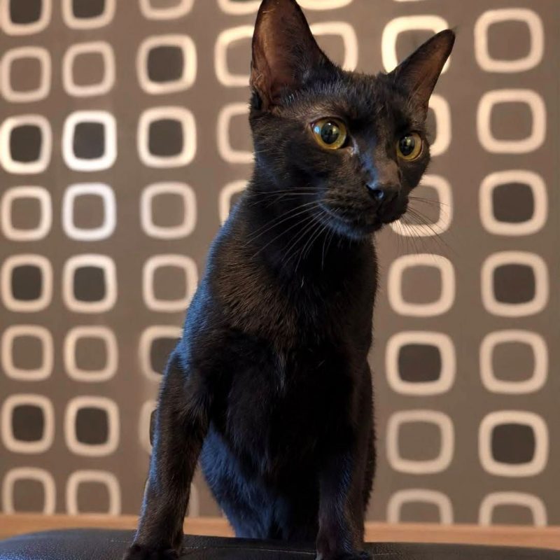 Choco - Chat Européen à adopter