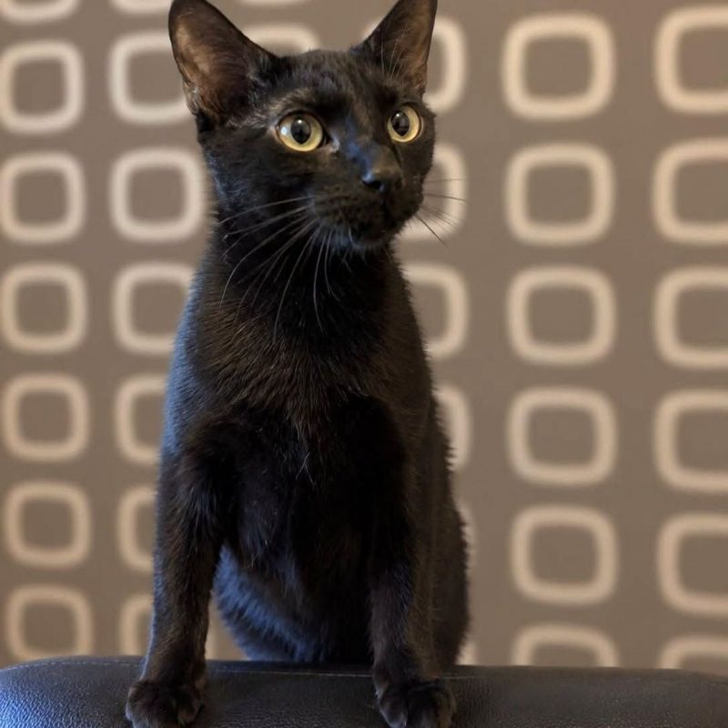 Choco - Chat Européen à adopter - photo 2
