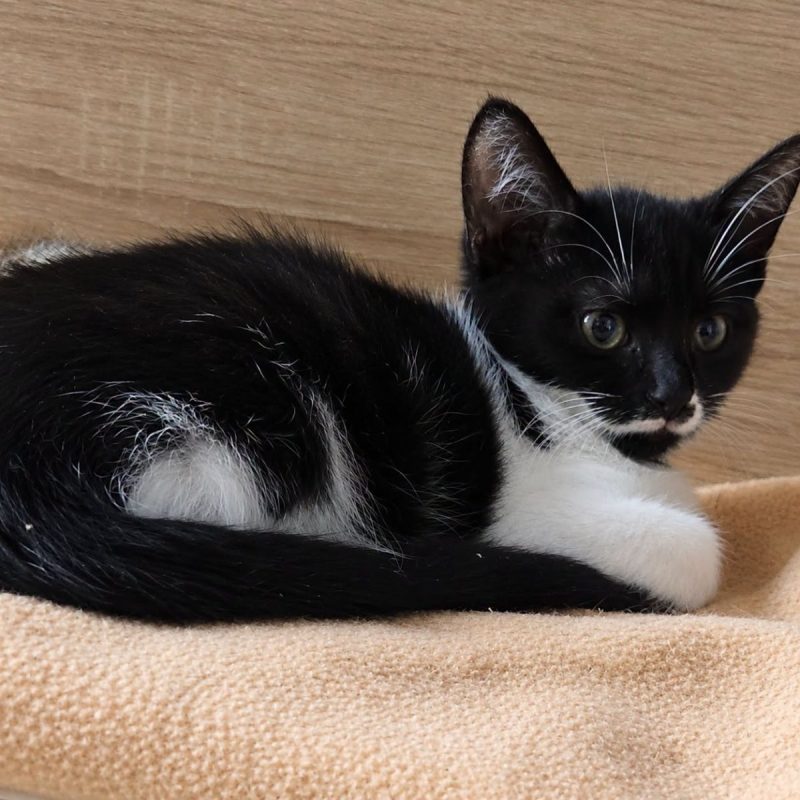 Flip - Chat à adopter - photo 2