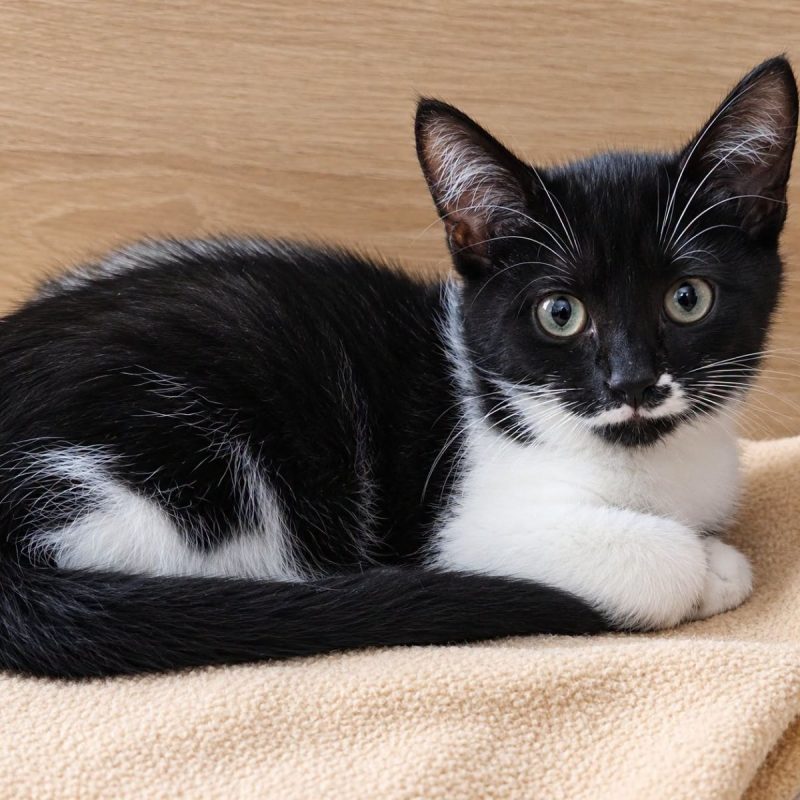 Flip - Chat à adopter
