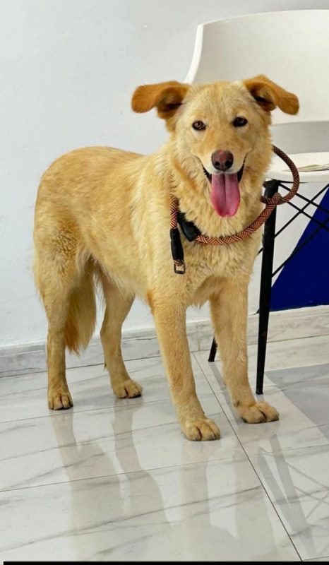 LINA - Chien à adopter - photo 12