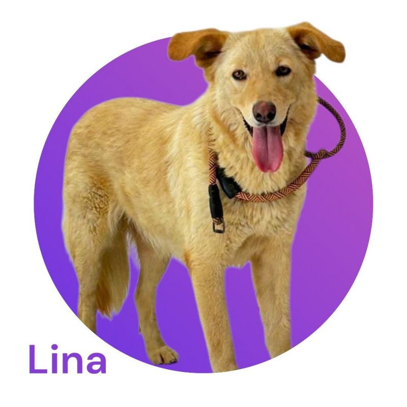 LINA - Chien à adopter