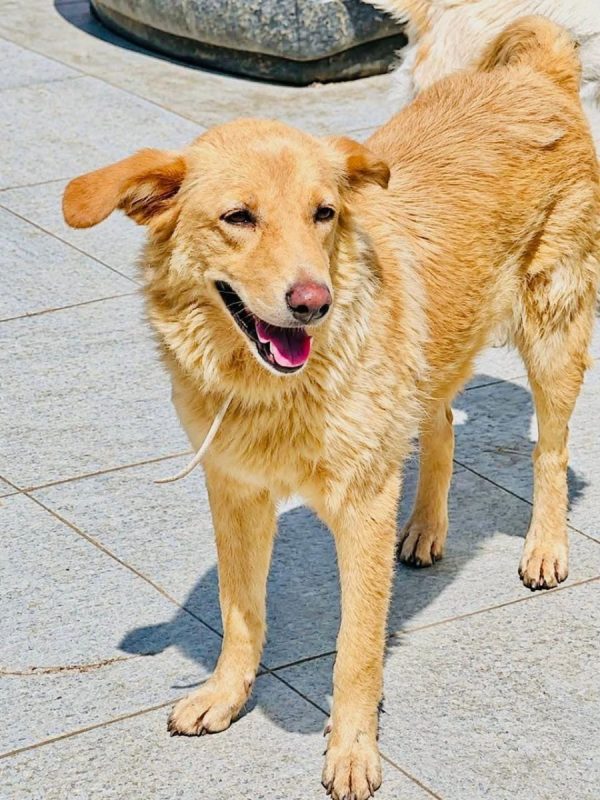 LINA - Chien à adopter - photo 11