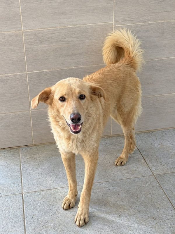 LINA - Chien à adopter - photo 14