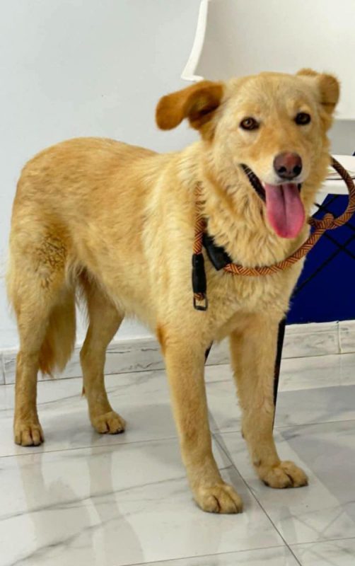 LINA - Chien à adopter - photo 4