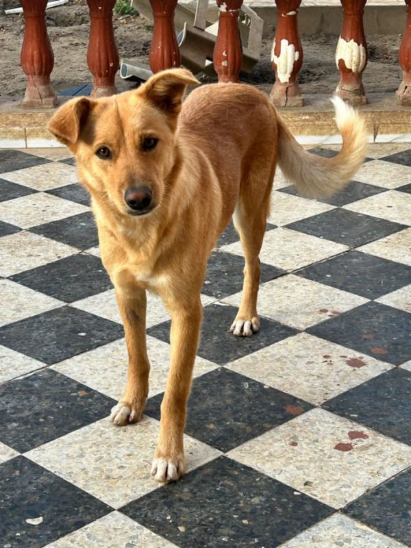 CANELLE - Chien à adopter - photo 11