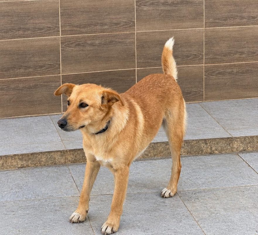CANELLE - Chien à adopter - photo 5
