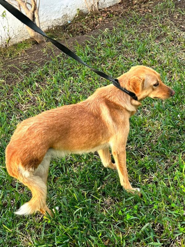 CANELLE - Chien à adopter - photo 8