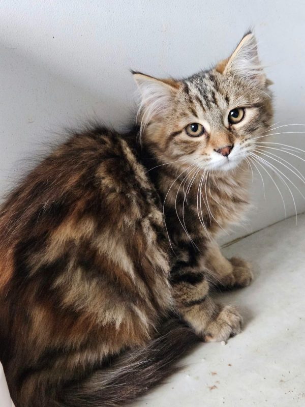 BRIOCHE - Chat Européen à adopter