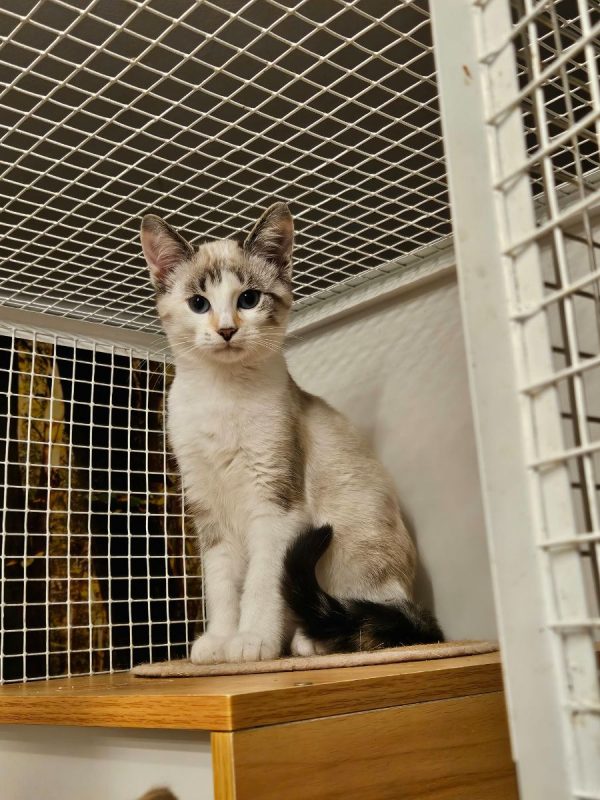 BIJOU - Chat Européen à adopter