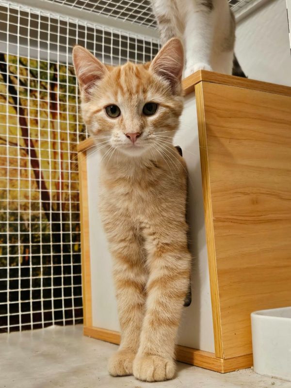 CARAMEL - Chat Européen à adopter