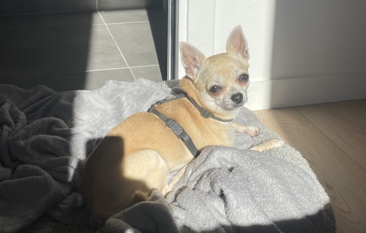 Miette - Chien Chihuahua à adopter