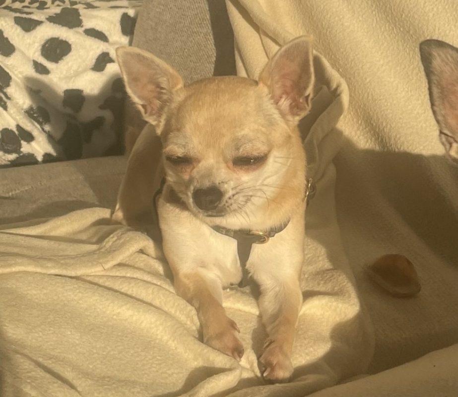 Miette - Chien Chihuahua à adopter - photo 2