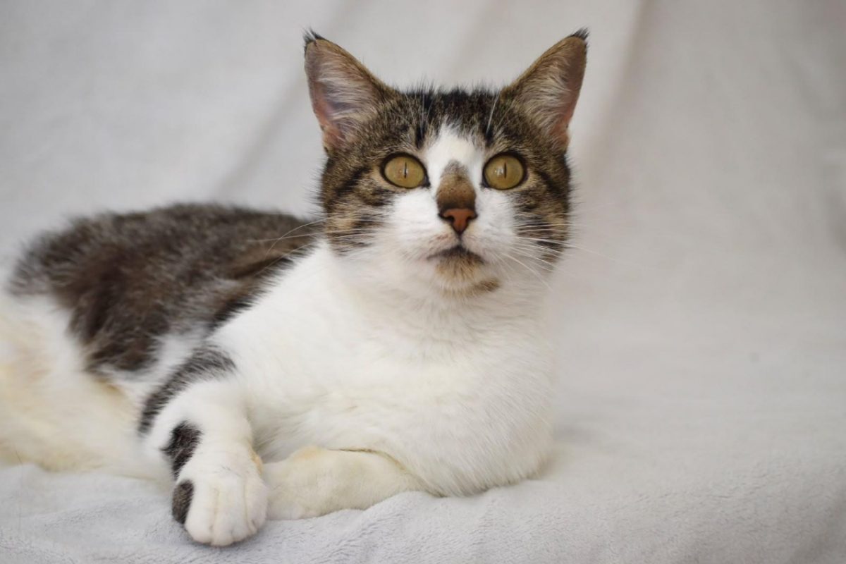 Pampa - Chat Européen à adopter