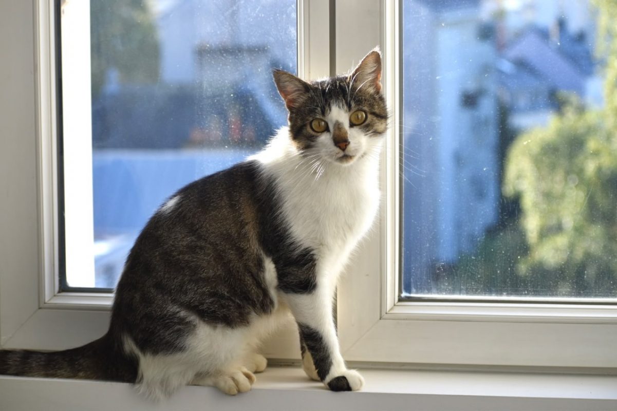 Pampa - Chat Européen à adopter - photo 2