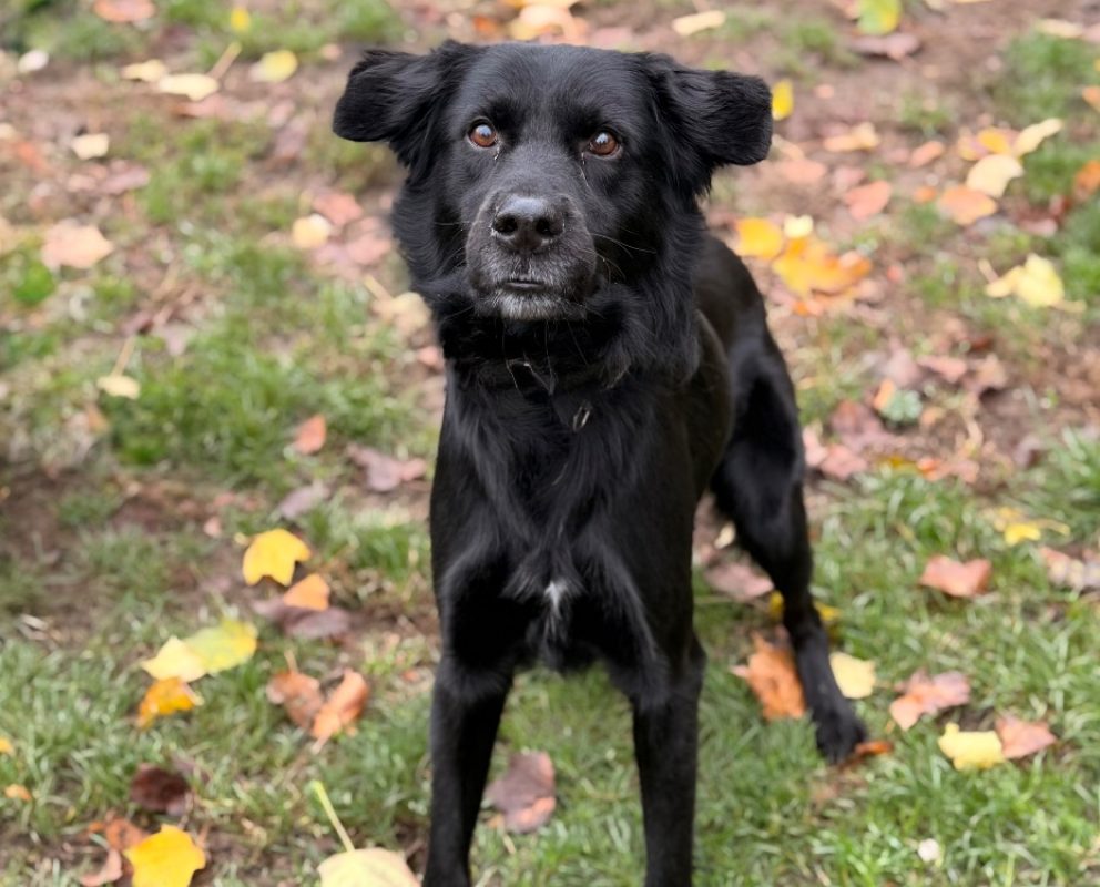 Giles - Chien à adopter
