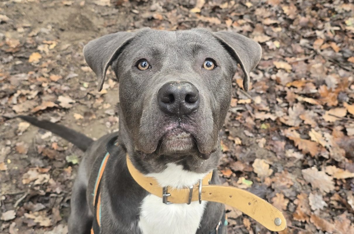 Blue - Chien à adopter à Aix-en-Provence (13)