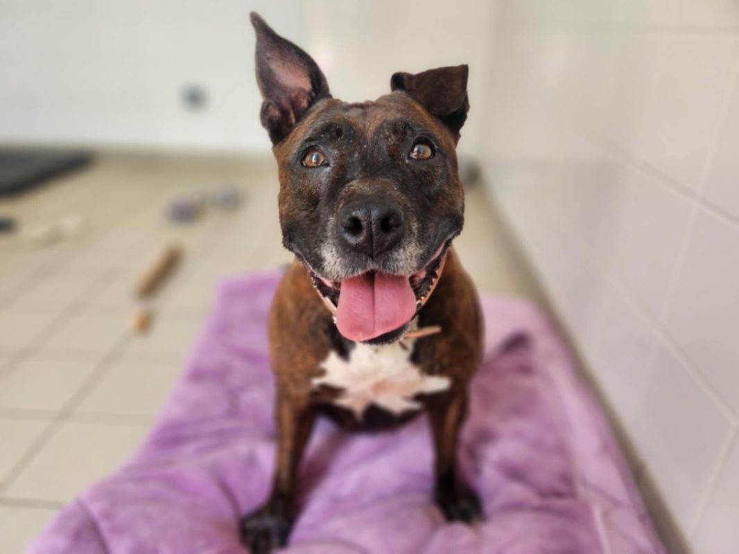 LeÏka - Chien à adopter - photo 2