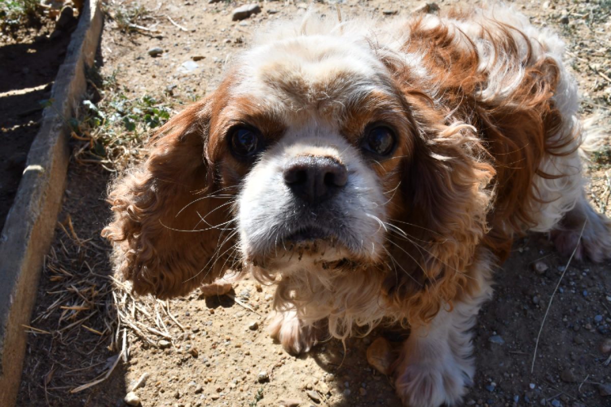 Louis xiv - Chien à adopter