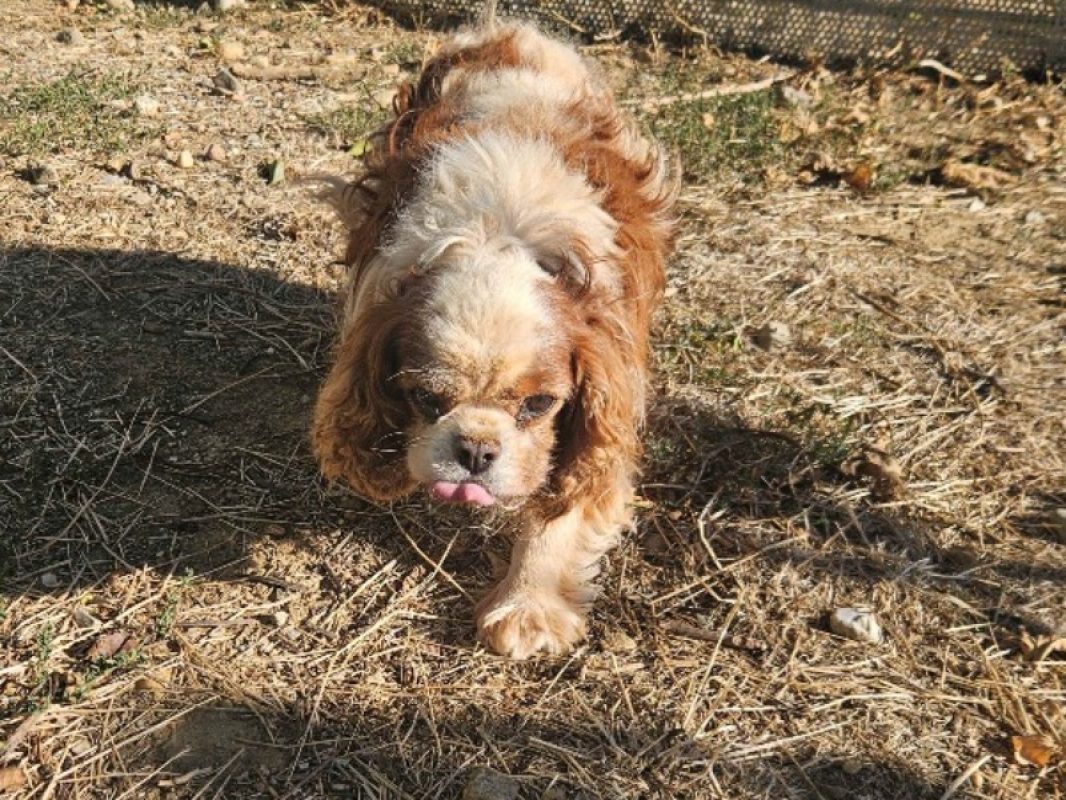 Louis xiv - Chien à adopter - photo 2