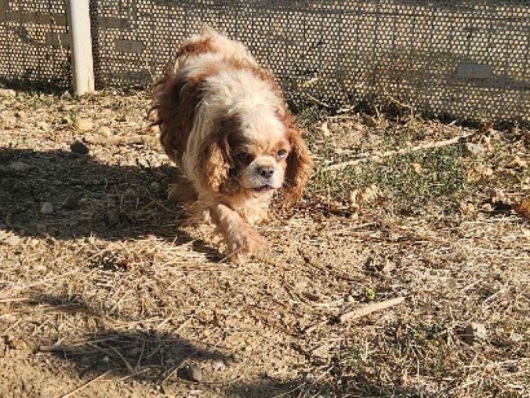 Louis xiv - Chien à adopter - photo 3