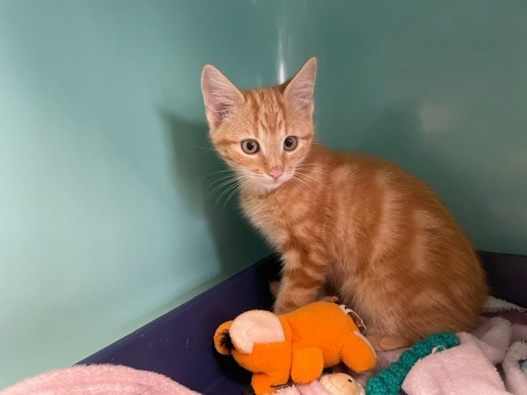 Jerry - Chat Européen à adopter