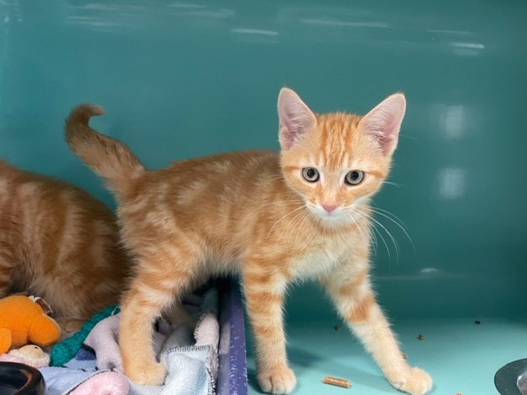 Ben - Chat Européen à adopter