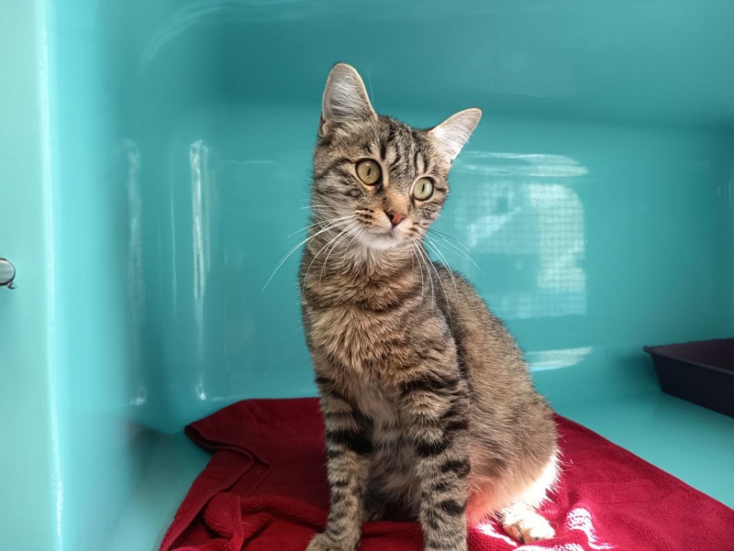 NÉmÉa - Chat Européen à adopter