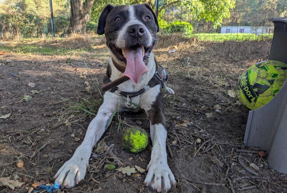Lucky - Chien Bouledogue Américain à adopter - photo 3