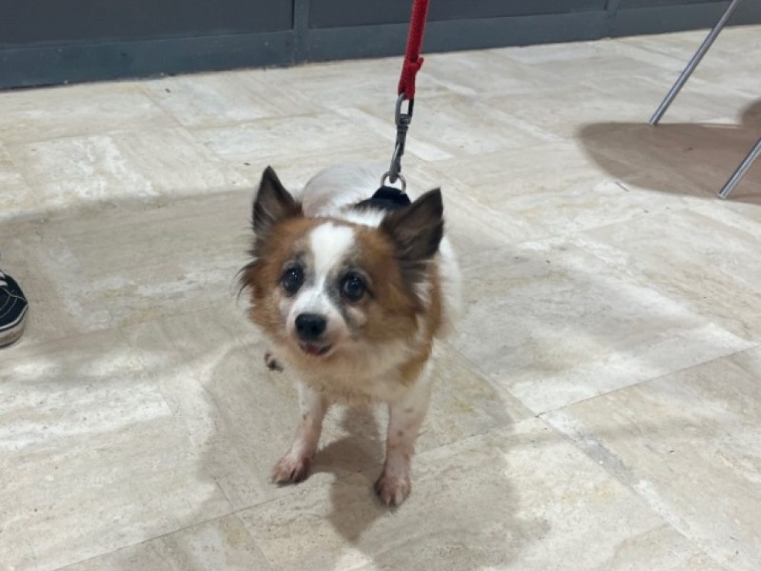Princesse - Chien Chihuahua à adopter
