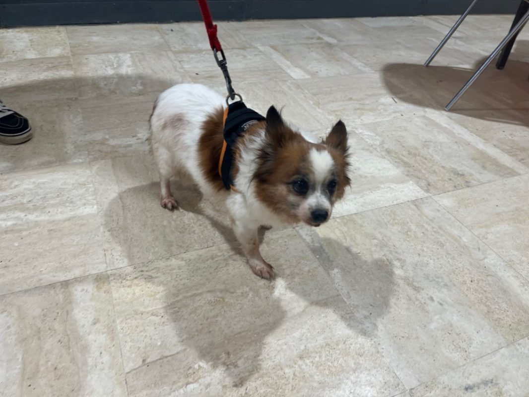 Princesse - Chien Chihuahua à adopter - photo 2