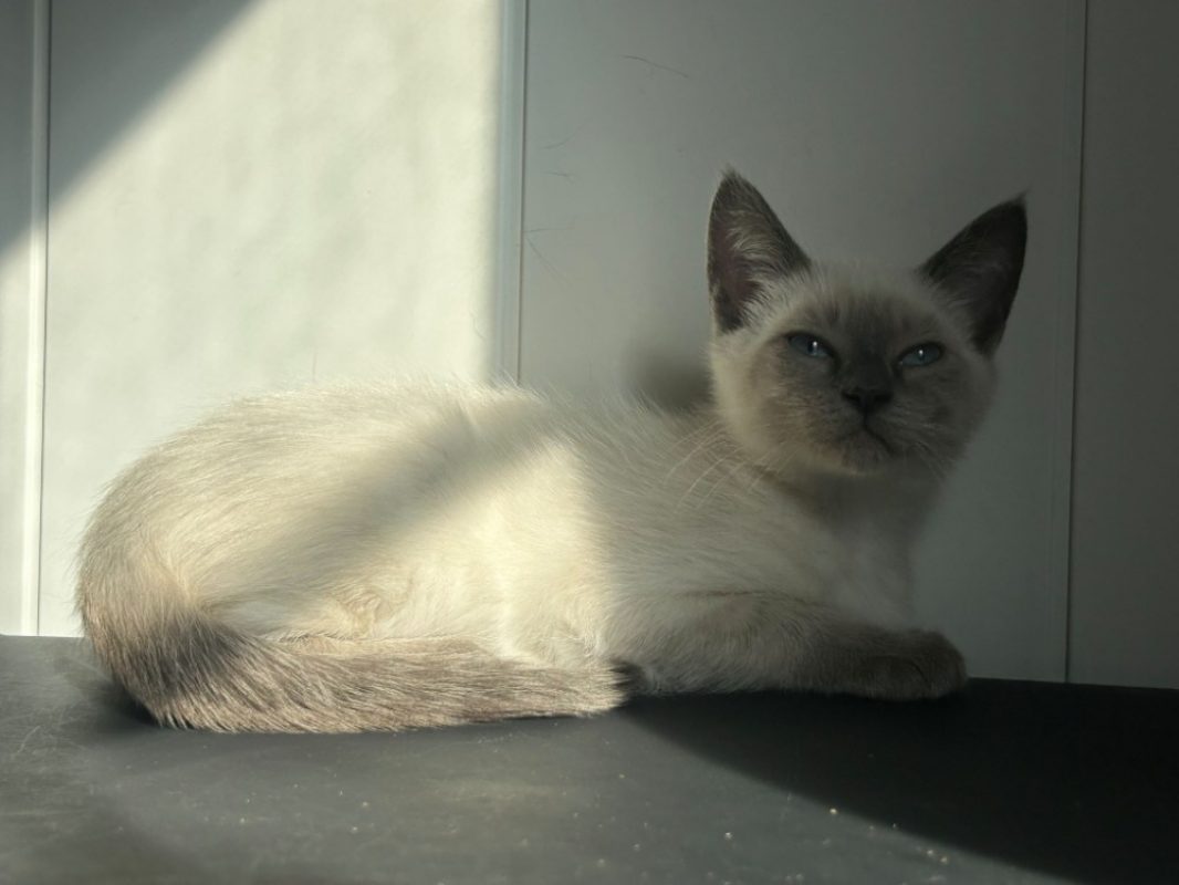 Bambi - Chat Européen à adopter