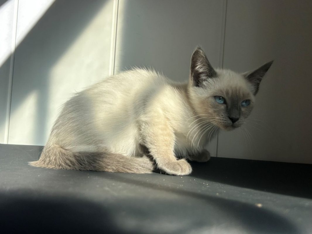 Bambi - Chat Européen à adopter - photo 2