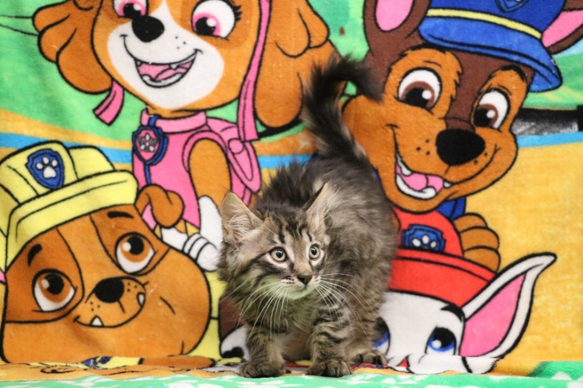 Onix - Chat Européen à adopter