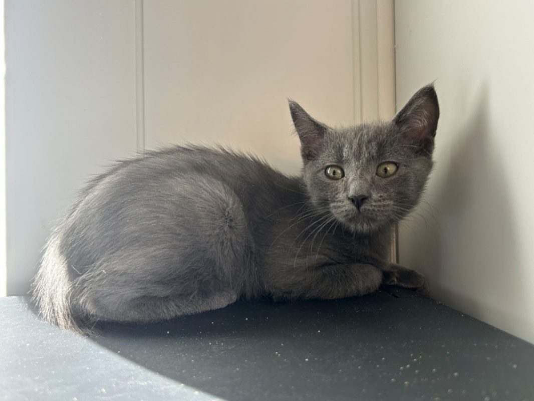 Berlioz - Chat Européen à adopter
