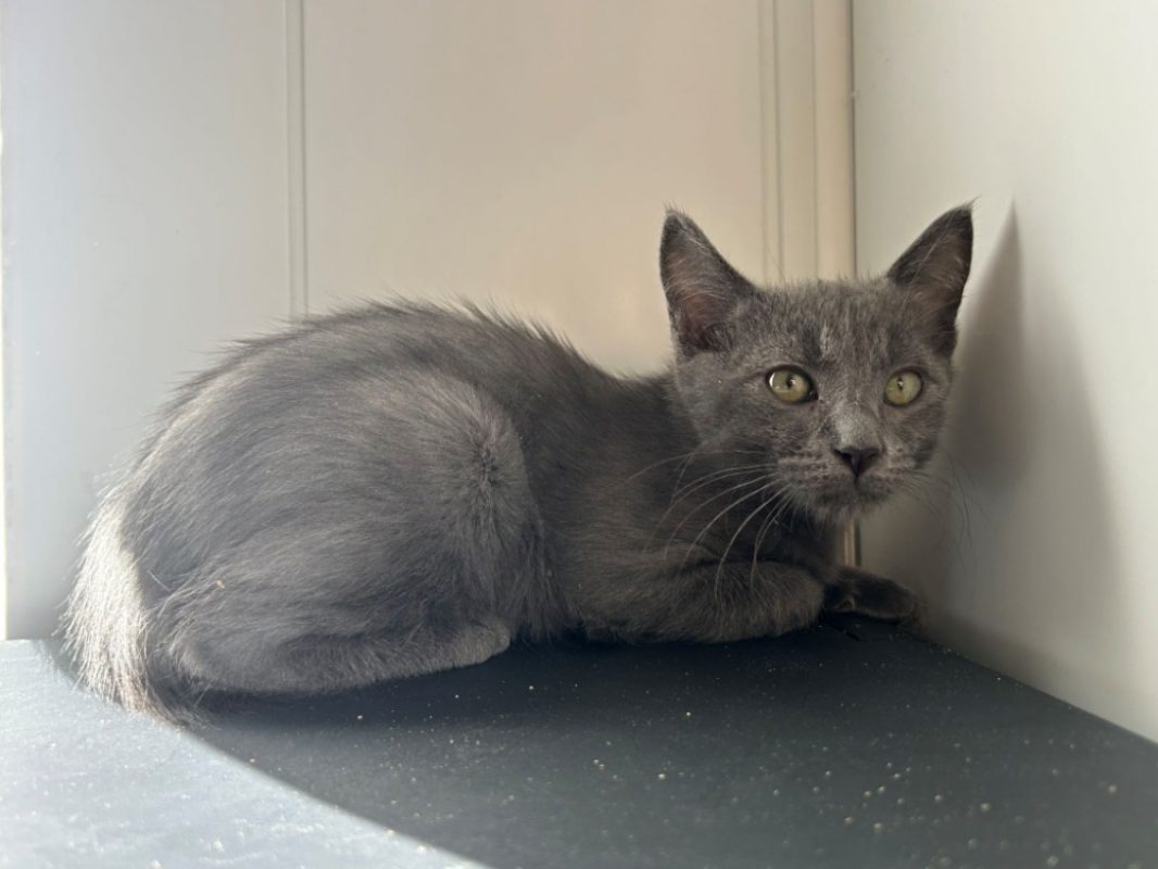 Berlioz - Chat Européen à adopter - photo 2