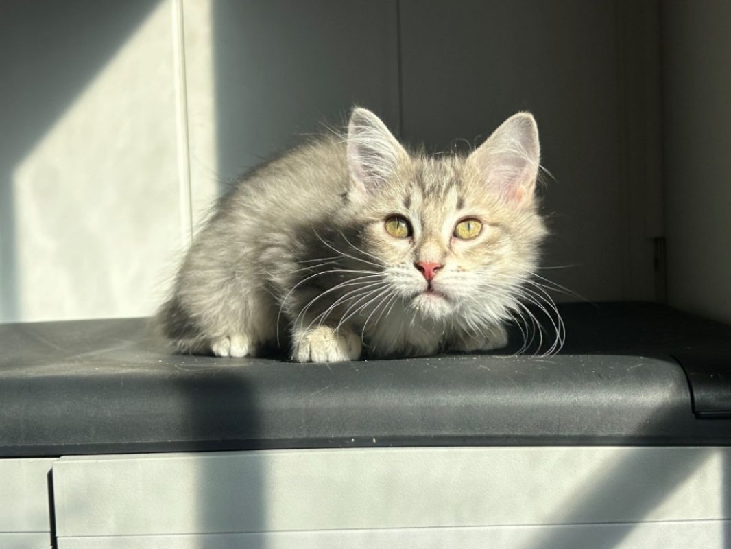 Bagherra - Chat Européen à adopter